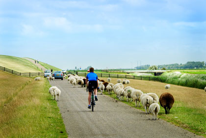 Radfahrer in Friesland