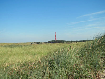 Heidelandschaft in Friesland - Leuchtturm auf Ameland