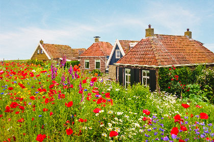 Wilde Blumen in Friesland
